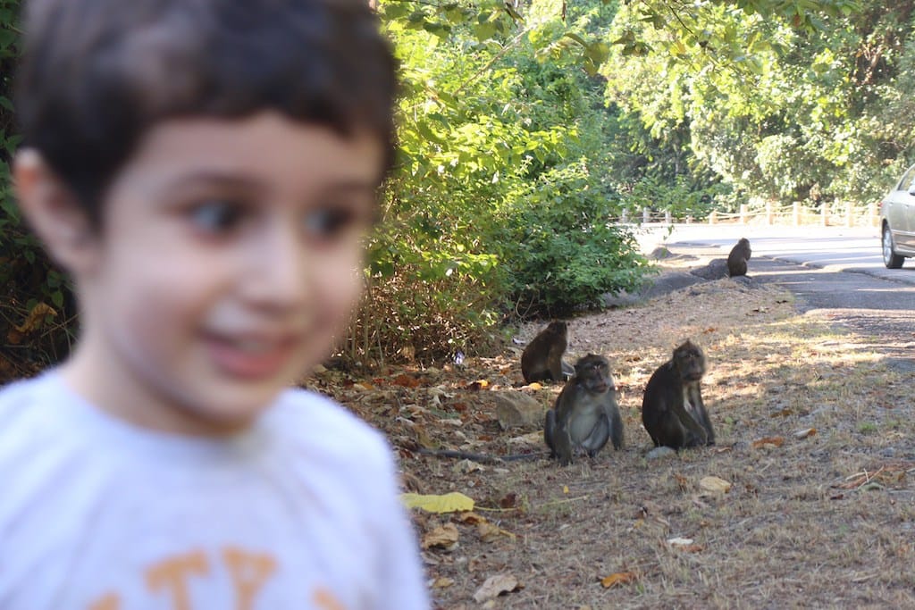 Oğlum Furkan maymunlara yemek verirken…